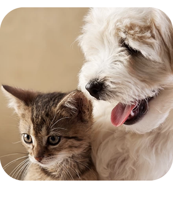 spirulina-g-benessere-animali