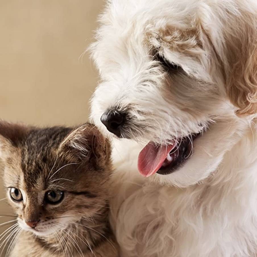 Spirulina G e il benessere degli animali