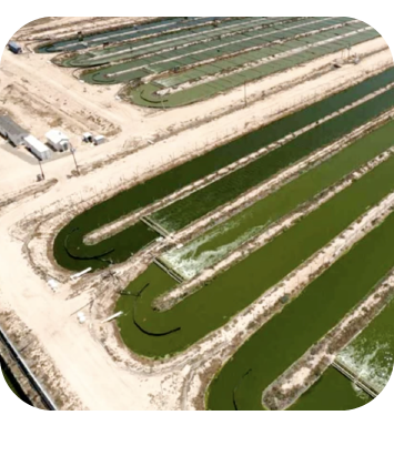 produzione-industriale-spirulina