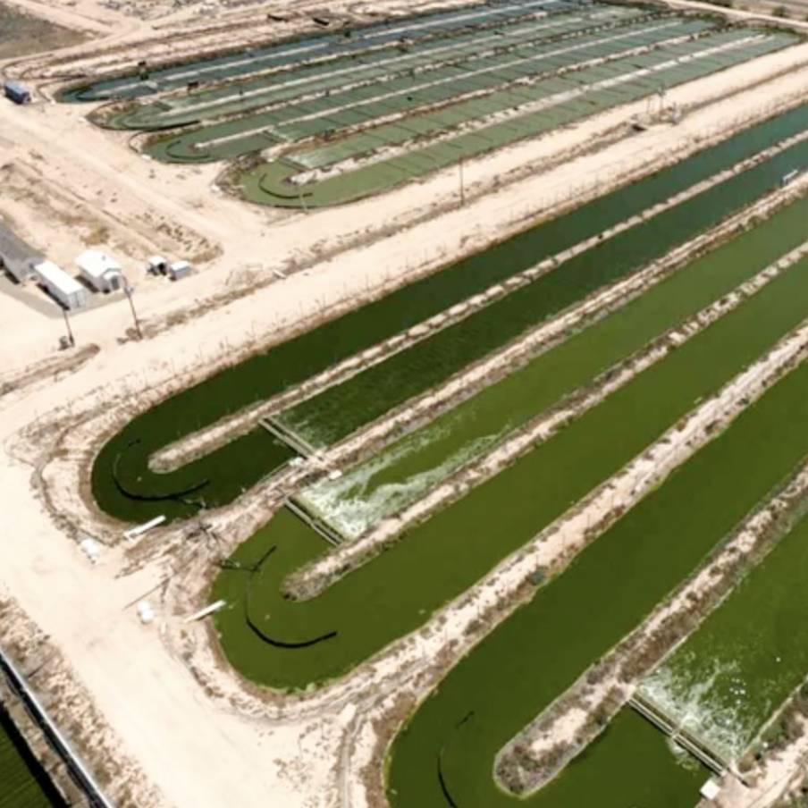 La produzione industriale della spirulina