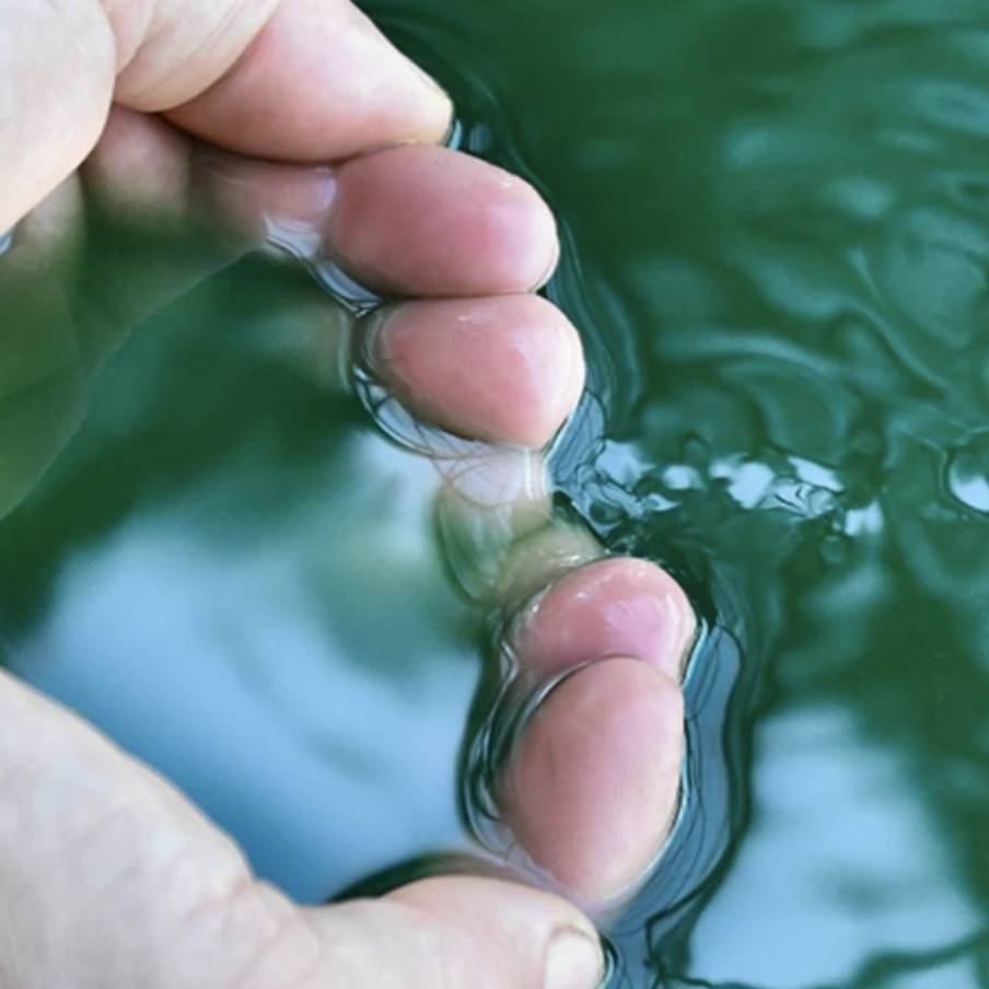 Spirulina G è al 100% italiana coltivata e prodotta artigianalmente a Dolceacqua